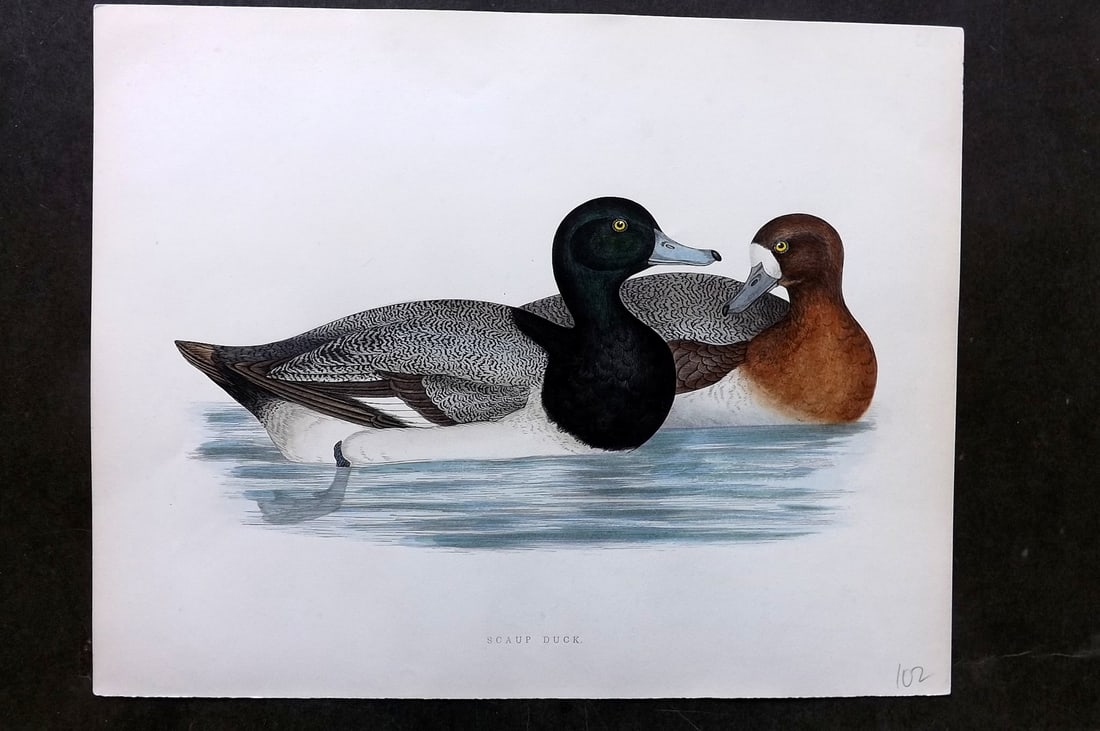 Morris, Beverley 1895 Folio Hand Col Bird Print. Scaup Duck: Hand Colored Woodblocks Published 1895, London for "British Game Birds and Wildfowl" by Beverley Robinson Morris. Printed Benjamin Fawcett. Paper Size: 12 x 10 inch (31 x 25cm) Good Condition