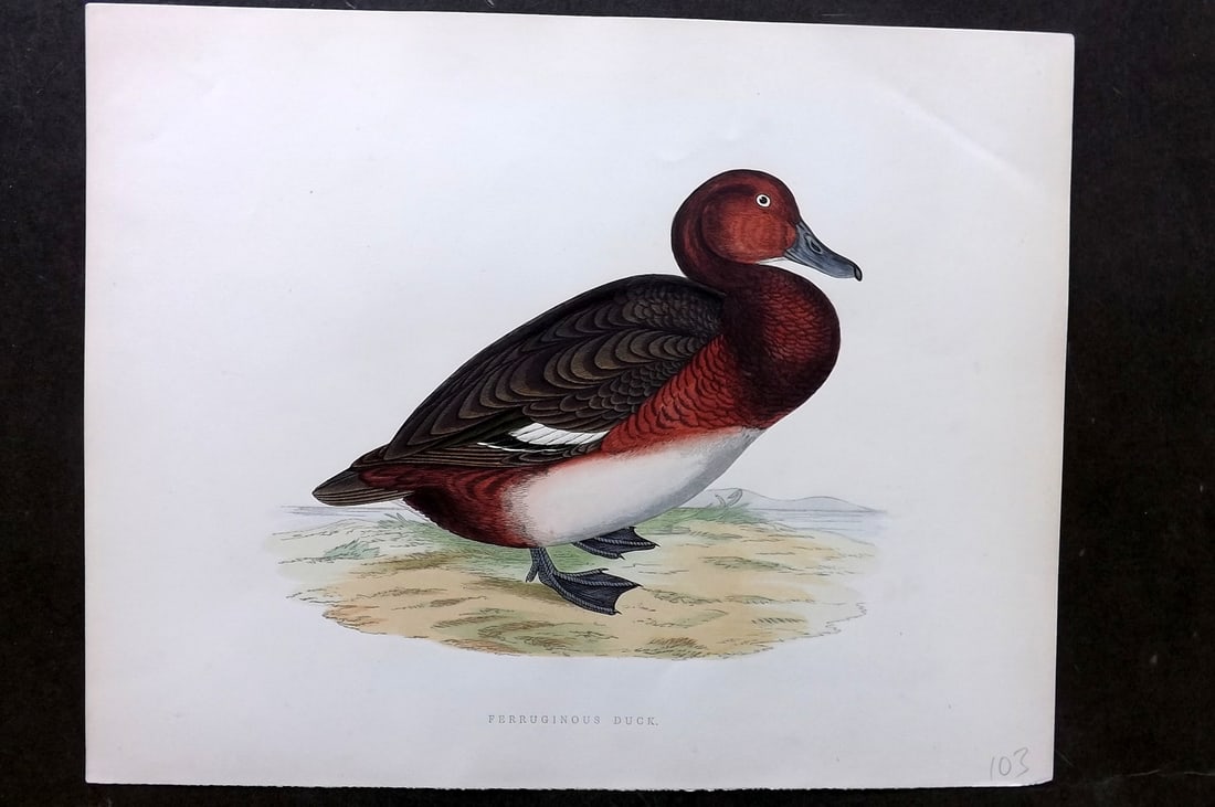Morris, Beverley 1895 Folio Hand Col Bird Print. Ferruginous Duck: Hand Colored Woodblocks Published 1895, London for "British Game Birds and Wildfowl" by Beverley Robinson Morris. Printed Benjamin Fawcett. Paper Size: 12 x 10 inch (31 x 25cm) Good Condition