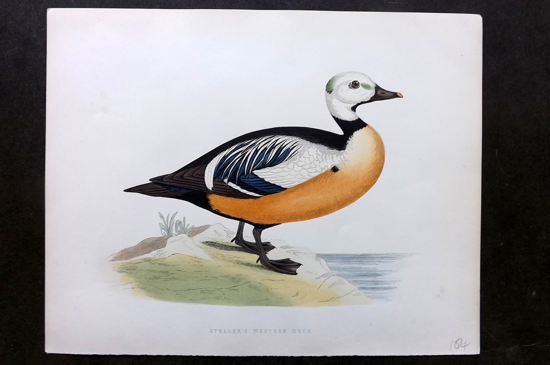 Morris, Beverley 1895 Folio Hand Col Bird Print. Steller's Western Duck: Hand Colored Woodblocks Published 1895, London for "British Game Birds and Wildfowl" by Beverley Robinson Morris. Printed Benjamin Fawcett. Paper Size: 12 x 10 inch (31 x 25cm) Good Condition