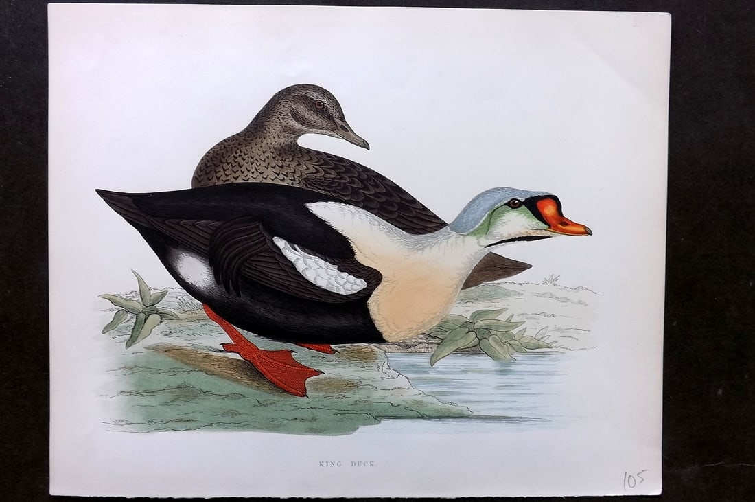 Morris, Beverley 1895 Folio Hand Col Bird Print. King Duck (1 of 1)