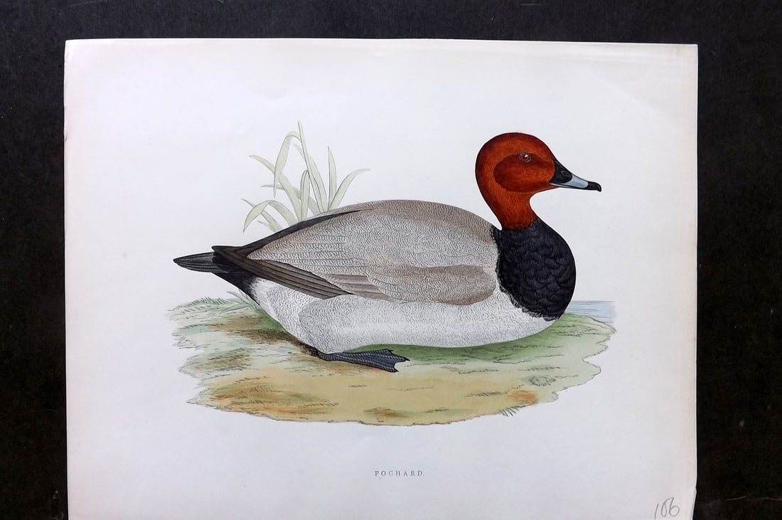 Morris, Beverley 1895 Folio Hand Col Bird Print. Pochard (1 of 1)