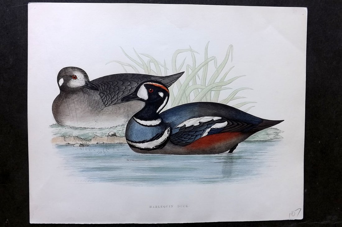 Morris, Beverley 1895 Folio Hand Col Bird Print. Harlequin Duck (1 of 1)