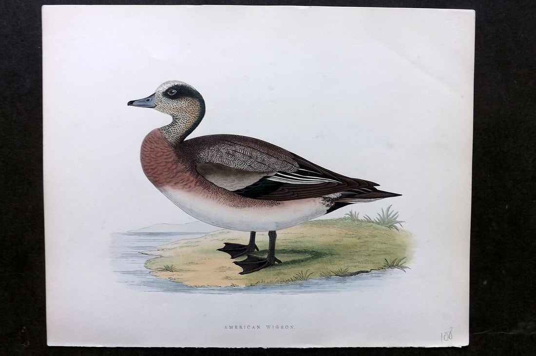 Morris, Beverley 1895 Folio Hand Col Bird Print. American Wigeon: Hand Colored Woodblocks Published 1895, London for "British Game Birds and Wildfowl" by Beverley Robinson Morris. Printed Benjamin Fawcett. Paper Size: 12 x 10 inch (31 x 25cm) Good Condition