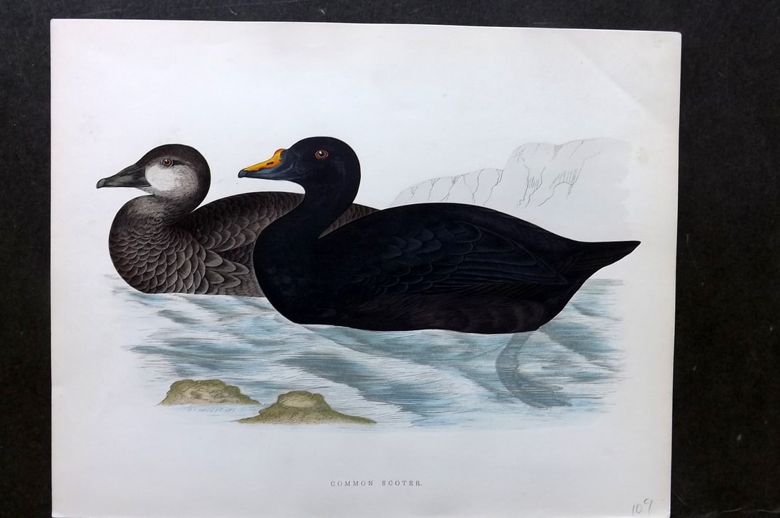 Morris, Beverley 1895 Folio Hand Col Bird Print. Common Scoter (1 of 1)