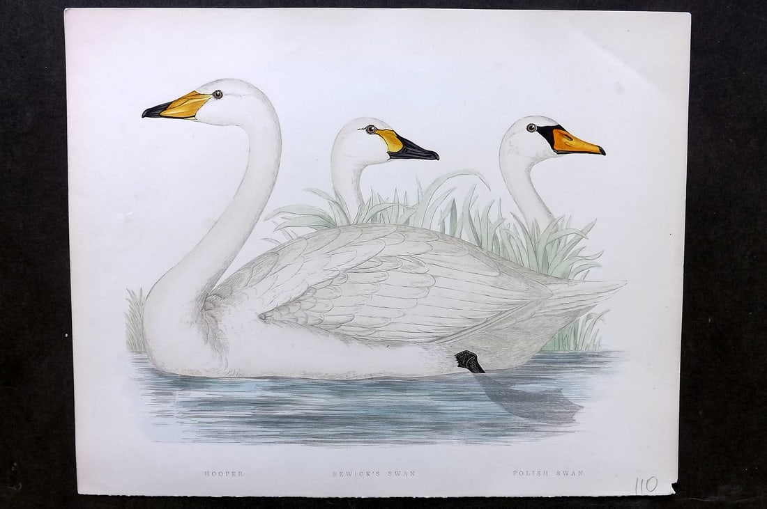 Morris, Beverley 1895 Folio Hand Col Bird Print. Swans - Hooper, Bewick's & Polish: Hand Colored Woodblocks Published 1895, London for "British Game Birds and Wildfowl" by Beverley Robinson Morris. Printed Benjamin Fawcett. Paper Size: 12 x 10 inch (31 x 25cm) Good Condition
