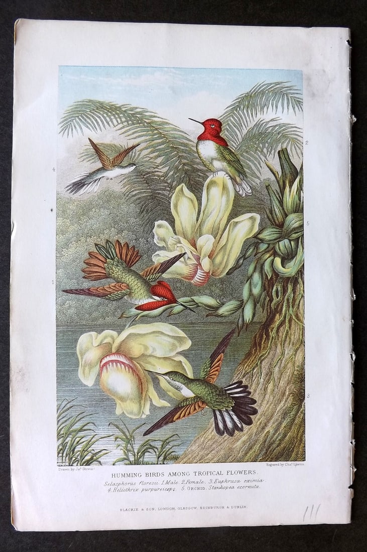 Pouchet, F. A. C1890 Bird Print. Hummingbirds among Tropical Flowers (1 of 1)