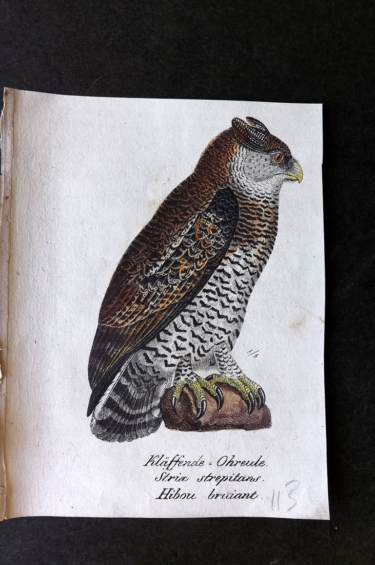 Schinz & Brodtmann 1830 Hand Col Bird Print. Eurasian Scops Owl (Trimmed) (1 of 1)