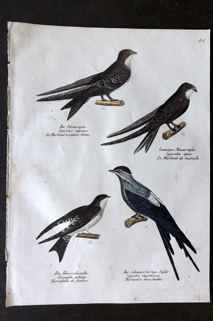 Schinz & Brodtmann 1830 Folio Hand Col Bird Print. Swifts 85: Folio Hand Colored Lithograph Published 1830, Zurich for "Naturgeschichte und Abbildungen der Vogel..." by Heinrich Rudolph Schinz. Lithographed by Karl Joseph Brodtmann. Paper Size: 12 x 8.25 inch (3