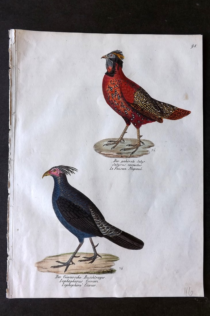 Schinz & Brodtmann 1830 Folio Hand Col Bird Print. Nepal Pheasant, Monal 98 (1 of 1)
