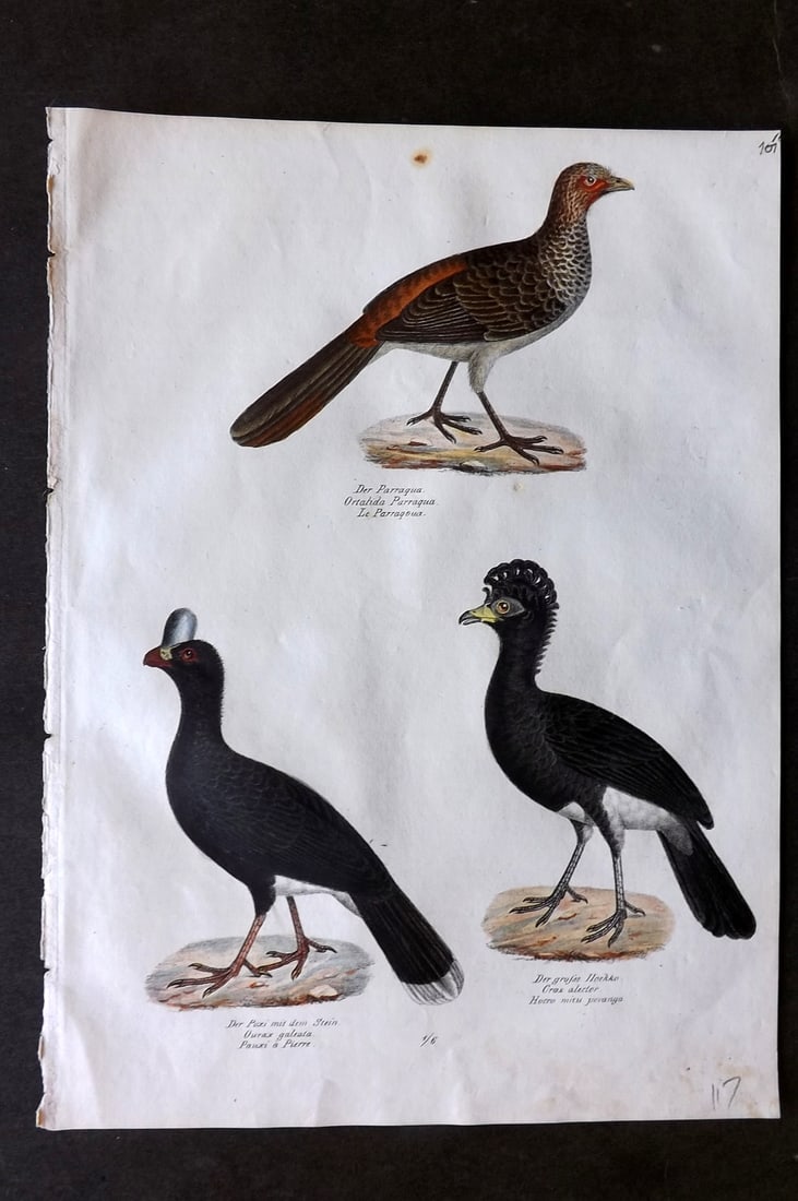 Schinz & Brodtmann 1830 Folio Hand Col Bird Print. Mitu, Curassow 107: Folio Hand Colored Lithograph Published 1830, Zurich for "Naturgeschichte und Abbildungen der Vogel..." by Heinrich Rudolph Schinz. Lithographed by Karl Joseph Brodtmann. Paper Size: 12 x 8.25 inch (3