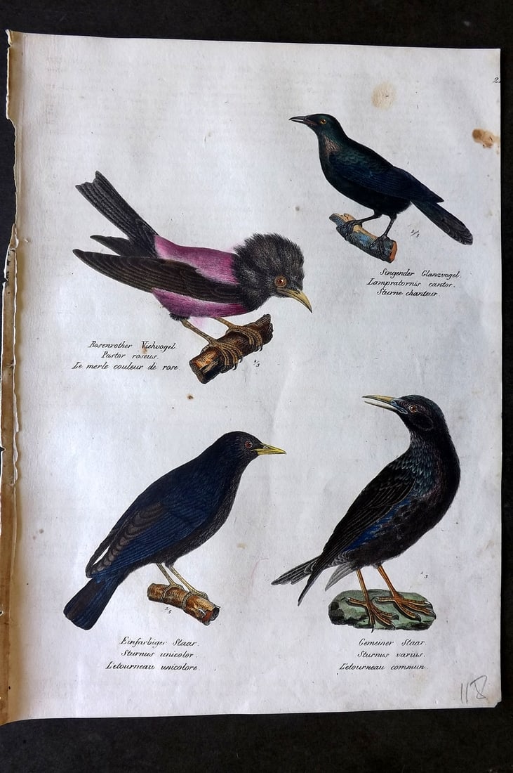Schinz & Brodtmann 1830 Folio Hand Col Bird Print. Rose Colored Pastor, Starlings 24 (1 of 1)