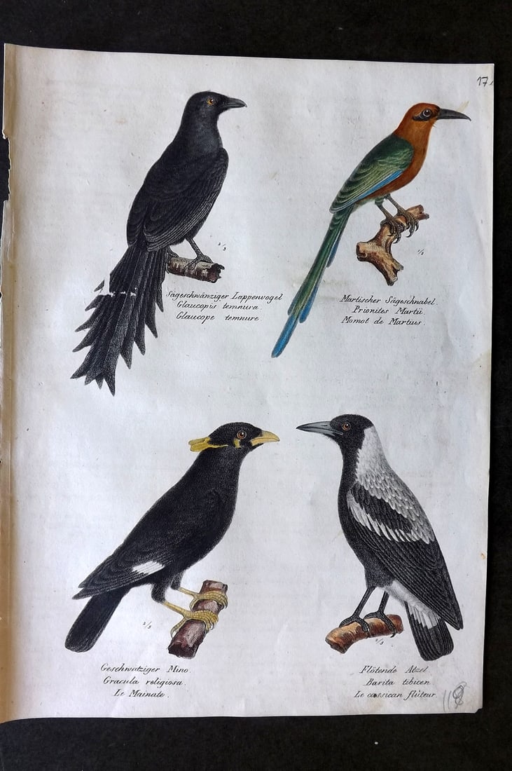 Schinz & Brodtmann 1830 Folio Hand Col Bird Print. Mynas, Motmot 17: Folio Hand Colored Lithograph Published 1830, Zurich for "Naturgeschichte und Abbildungen der Vogel..." by Heinrich Rudolph Schinz. Lithographed by Karl Joseph Brodtmann. Paper Size: 12 x 8.25 inch (3