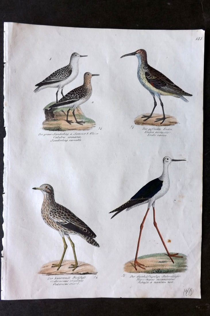 Schinz & Brodtmann 1830 Folio Hand Col Bird Print. Sanderling, Stilt 123: Folio Hand Colored Lithograph Published 1830, Zurich for "Naturgeschichte und Abbildungen der Vogel..." by Heinrich Rudolph Schinz. Lithographed by Karl Joseph Brodtmann. Paper Size: 12 x 8.25 inch (3