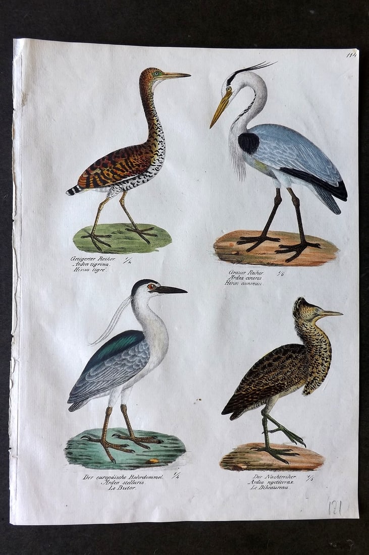 Schinz & Brodtmann 1830 Folio Hand Col Bird Print. Herons 114: Folio Hand Colored Lithograph Published 1830, Zurich for "Naturgeschichte und Abbildungen der Vogel..." by Heinrich Rudolph Schinz. Lithographed by Karl Joseph Brodtmann. Paper Size: 12 x 8.25 inch (3