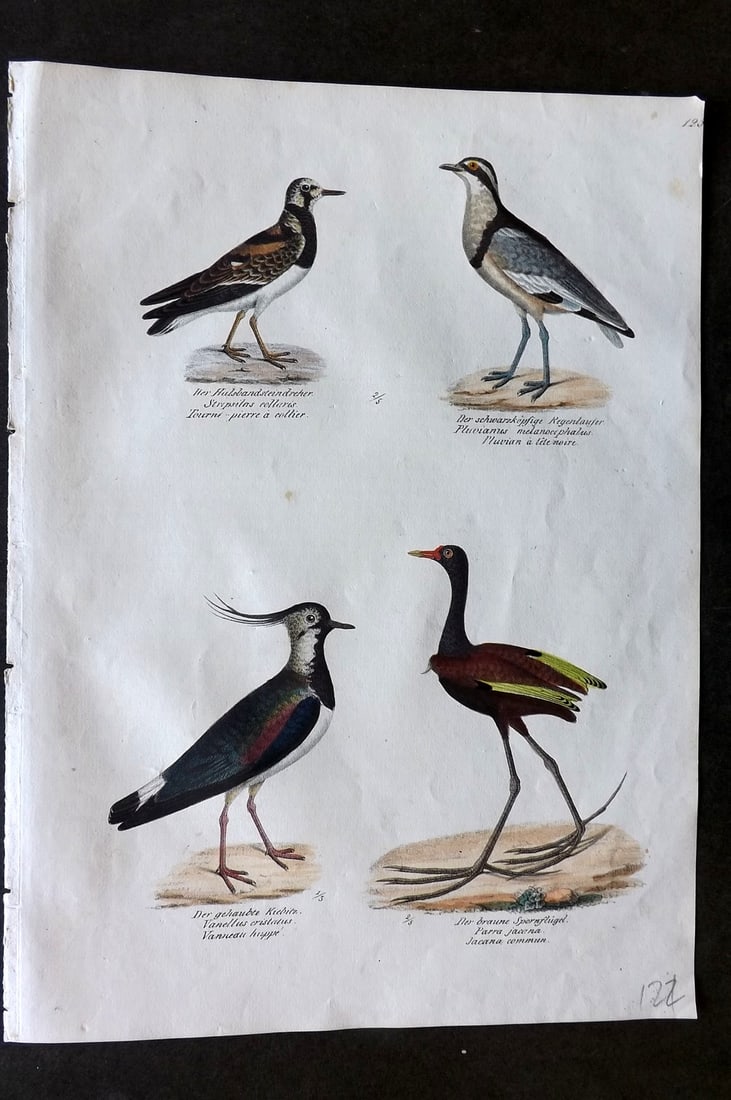 Schinz & Brodtmann 1830 Folio Hand Col Bird Print. Lapwings 125: Folio Hand Colored Lithograph Published 1830, Zurich for "Naturgeschichte und Abbildungen der Vogel..." by Heinrich Rudolph Schinz. Lithographed by Karl Joseph Brodtmann. Paper Size: 12 x 8.25 inch (3