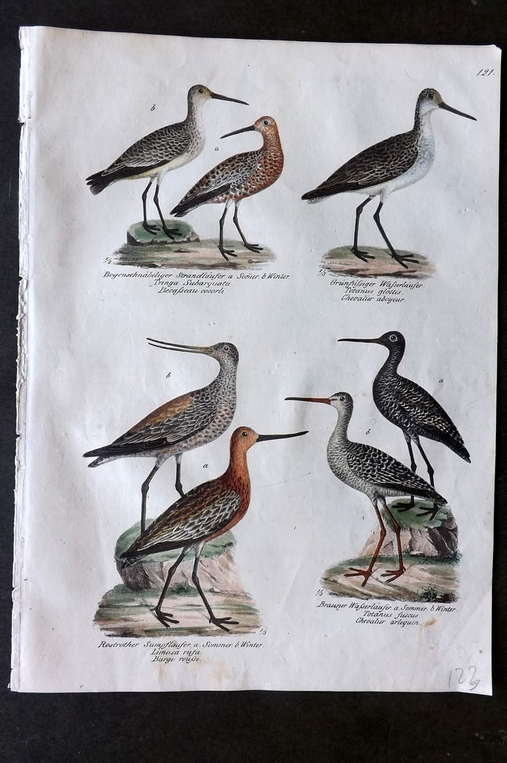 Schinz & Brodtmann 1830 Folio Hand Col Bird Print. Redshank 121: Folio Hand Colored Lithograph Published 1830, Zurich for "Naturgeschichte und Abbildungen der Vogel..." by Heinrich Rudolph Schinz. Lithographed by Karl Joseph Brodtmann. Paper Size: 12 x 8.25 inch (3