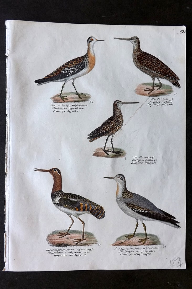 Schinz & Brodtmann 1830 Folio Hand Col Bird Print. Phalaropes 128: Folio Hand Colored Lithograph Published 1830, Zurich for "Naturgeschichte und Abbildungen der Vogel..." by Heinrich Rudolph Schinz. Lithographed by Karl Joseph Brodtmann. Paper Size: 12 x 8.25 inch (3
