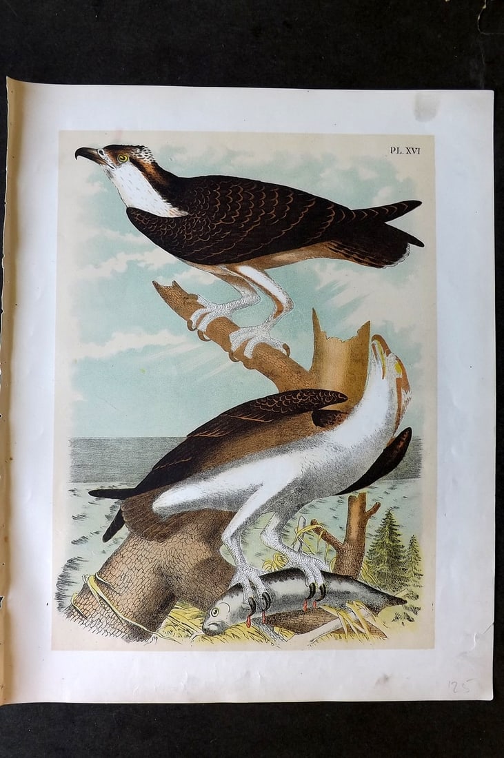 Studer, Jacob 1878 Folio USA Bird Print. Fish Hawk 16: Folio Lithographs Published 1878-81, New York for "The Birds of North America" by Jacob H. Studer, illustrated by Theodore Jasper. Paper Size: 14.5 x 11.5 inch (37 x 29cm) Tiny margin tear. Good Condi
