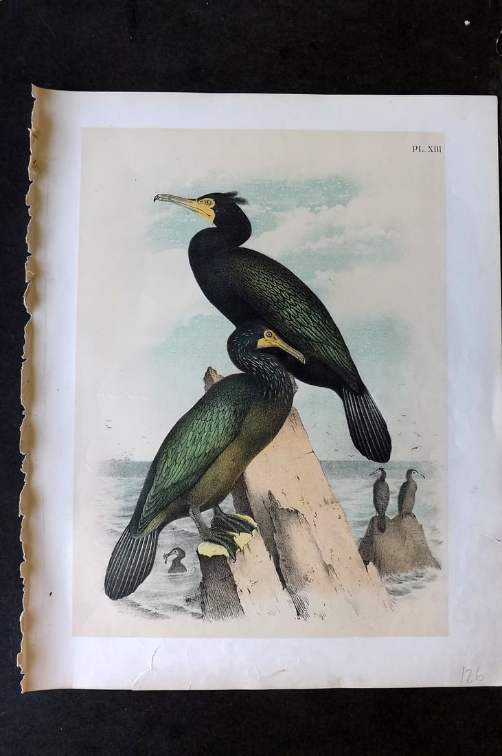 Studer, Jacob 1878 Folio USA Bird Print. Townsend's Cormorant 13: Folio Lithographs Published 1878-81, New York for "The Birds of North America" by Jacob H. Studer, illustrated by Theodore Jasper. Paper Size: 14.5 x 11.5 inch (37 x 29cm) Small bottom margin tear. Go