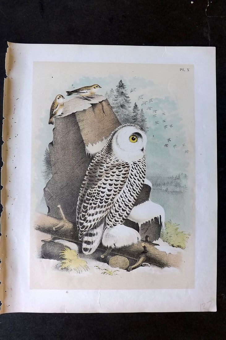 Studer, Jacob 1878 Folio USA Bird Print. Snowy Owl & Snow Bunting 10: Folio Lithographs Published 1878-81, New York for "The Birds of North America" by Jacob H. Studer, illustrated by Theodore Jasper. Paper Size: 14.5 x 11.5 inch (37 x 29cm) Good Condition