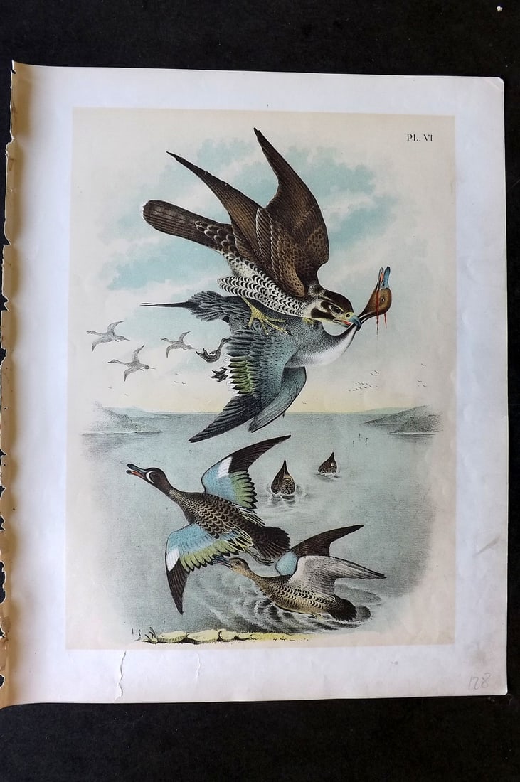 Studer, Jacob 1878 Folio USA Bird Print. Wandering Falcon, Pin Tail Duck, Blue Wing Teal 06: Folio Lithographs Published 1878-81, New York for "The Birds of North America" by Jacob H. Studer, illustrated by Theodore Jasper. Paper Size: 14.5 x 11.5 inch (37 x 29cm) Small bottom margin tear. Go