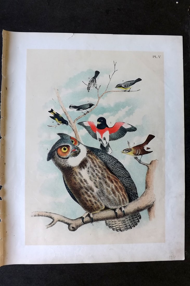 Studer, Jacob 1878 Folio USA Bird Print. Great Horned Owl, Grossbeak, Red Start, Blue Warbler 05: Folio Lithographs Published 1878-81, New York for "The Birds of North America" by Jacob H. Studer, illustrated by Theodore Jasper. Paper Size: 14.5 x 11.5 inch (37 x 29cm) Good Condition