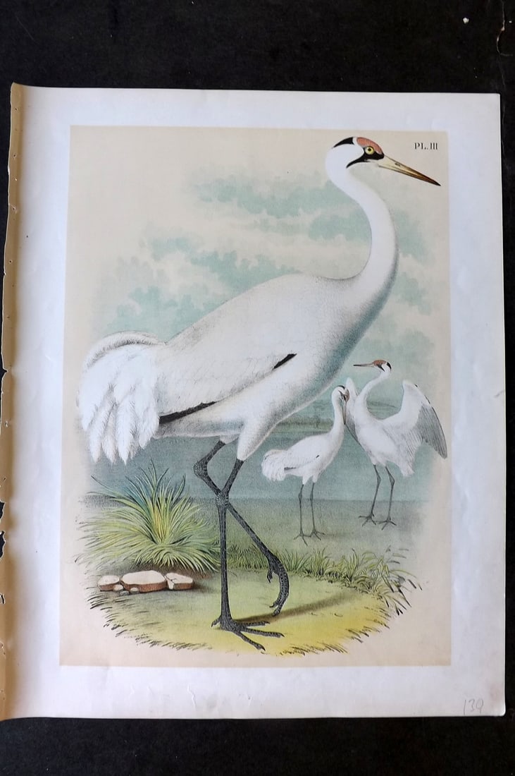 Studer, Jacob 1878 Folio USA Bird Print. White or Wooping Crane 03: Folio Lithographs Published 1878-81, New York for "The Birds of North America" by Jacob H. Studer, illustrated by Theodore Jasper. Paper Size: 14.5 x 11.5 inch (37 x 29cm) Good Condition