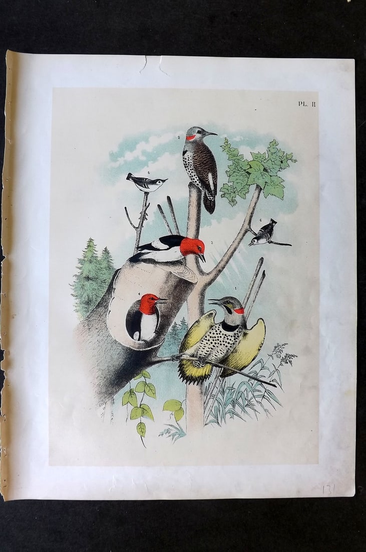 Studer, Jacob 1878 Folio USA Bird Print. Woodpeckers, Nuthatch 02: Folio Lithographs Published 1878-81, New York for "The Birds of North America" by Jacob H. Studer, illustrated by Theodore Jasper. Paper Size: 14.5 x 11.5 inch (37 x 29cm) Good Condition