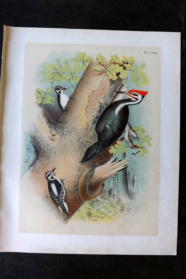 Studer, Jacob 1878 Folio USA Bird Print. Woodpeckers - Pileated & Hairy 18: Folio Lithographs Published 1878-81, New York for "The Birds of North America" by Jacob H. Studer, illustrated by Theodore Jasper. Paper Size: 14.5 x 11.5 inch (37 x 29cm) Margin tear at top extending