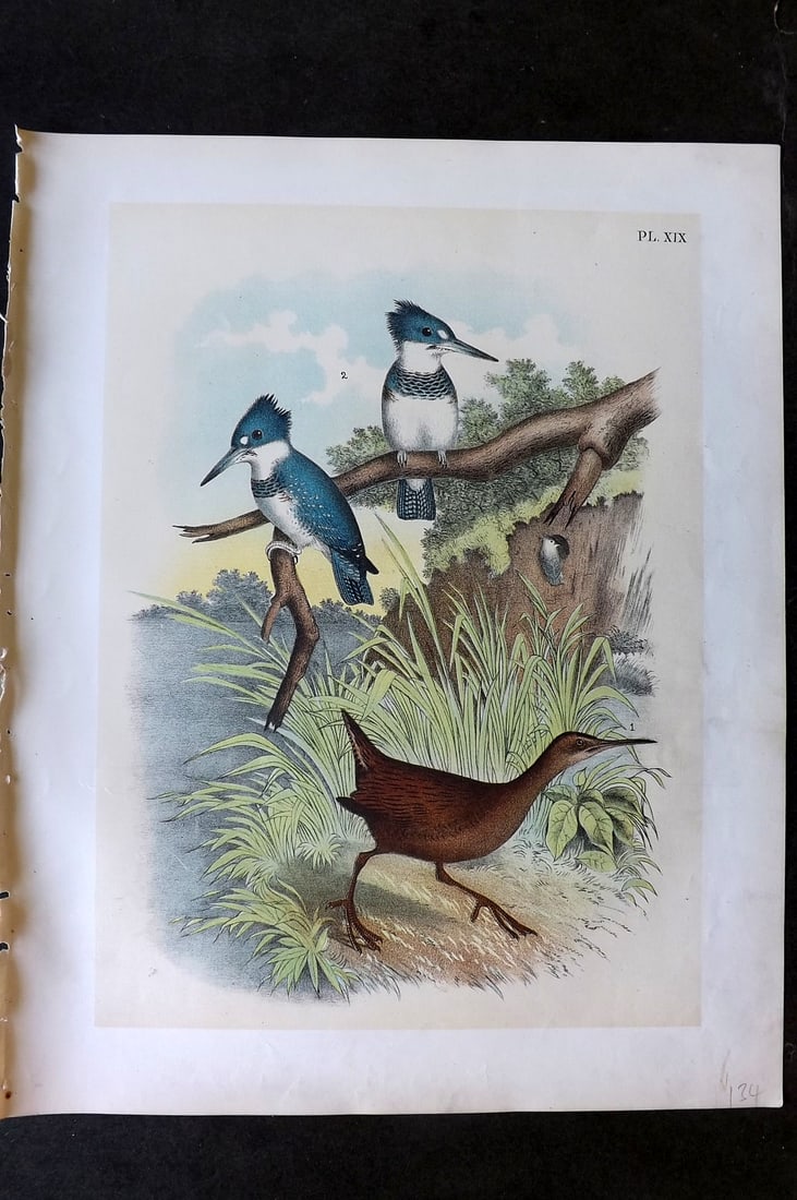 Studer, Jacob 1878 Folio USA Bird Print. Belted Kingfisher & Clapper Rail 19: Folio Lithographs Published 1878-81, New York for "The Birds of North America" by Jacob H. Studer, illustrated by Theodore Jasper. Paper Size: 14.5 x 11.5 inch (37 x 29cm) Good Condition