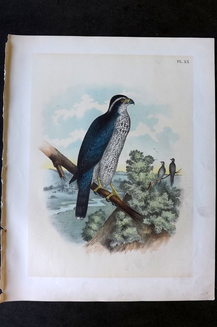 Studer, Jacob 1878 Folio USA Bird Print. Ash Colored or Black Cap Hawk 20: Folio Lithographs Published 1878-81, New York for "The Birds of North America" by Jacob H. Studer, illustrated by Theodore Jasper. Paper Size: 14.5 x 11.5 inch (37 x 29cm) Good Condition