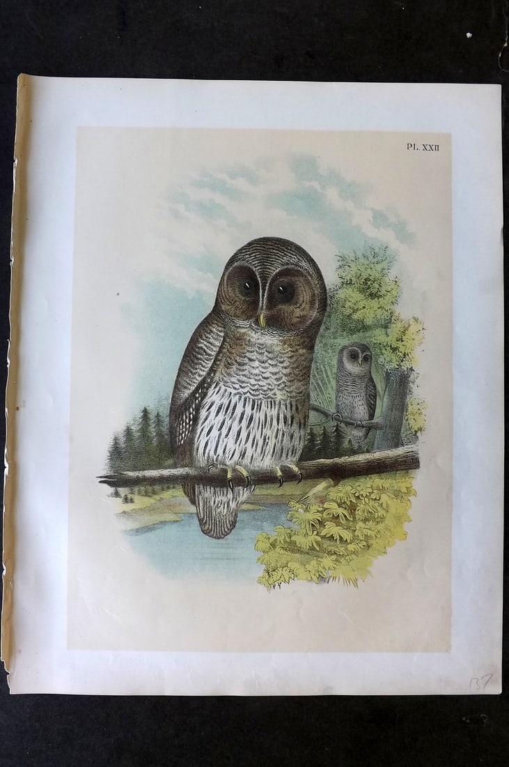Studer, Jacob 1878 Folio USA Bird Print. Barred Owl 22: Folio Lithographs Published 1878-81, New York for "The Birds of North America" by Jacob H. Studer, illustrated by Theodore Jasper. Paper Size: 14.5 x 11.5 inch (37 x 29cm) Good Condition