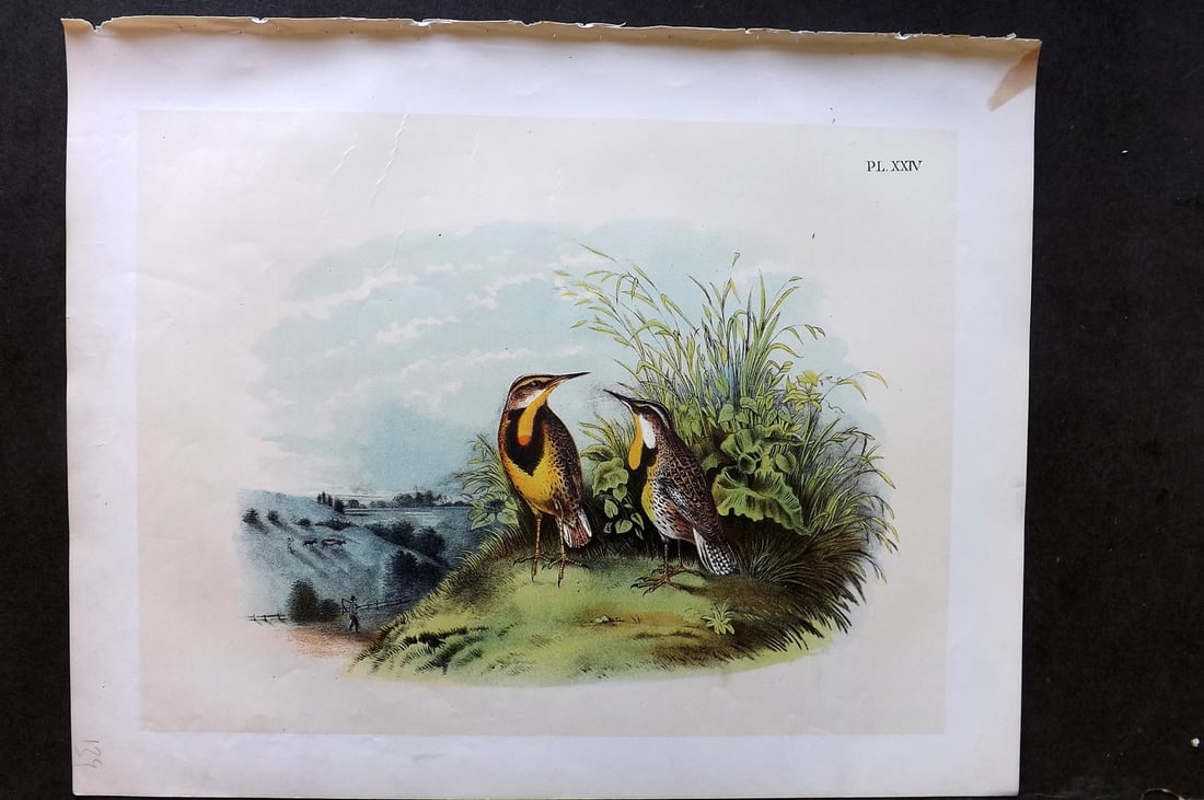 Studer, Jacob 1878 Folio USA Bird Print. Meadow Lark 24: Folio Lithographs Published 1878-81, New York for "The Birds of North America" by Jacob H. Studer, illustrated by Theodore Jasper. Paper Size: 14.5 x 11.5 inch (37 x 29cm) Margin tone spot, otherwise 
