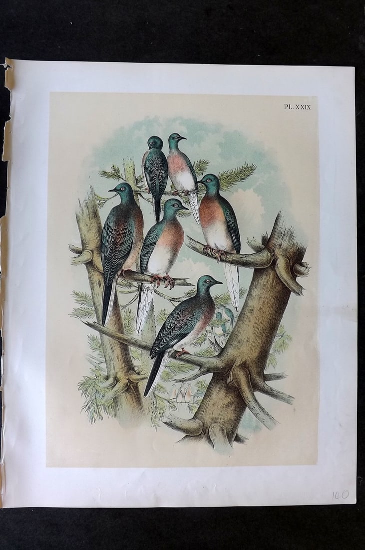 Studer, Jacob 1878 Folio USA Bird Print. Extinct Passenger Pigeons 29: Folio Lithographs Published 1878-81, New York for "The Birds of North America" by Jacob H. Studer, illustrated by Theodore Jasper. Paper Size: 14.5 x 11.5 inch (37 x 29cm) Good Condition