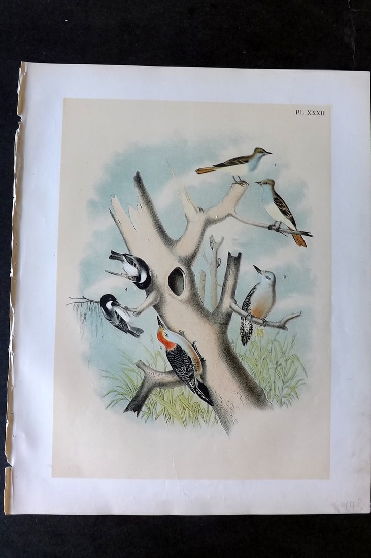 Studer, Jacob 1878 Folio USA Bird Print. Red Bellied Woodpecker, Great Crested Flycatcher 32: Folio Lithographs Published 1878-81, New York for "The Birds of North America" by Jacob H. Studer, illustrated by Theodore Jasper. Paper Size: 14.5 x 11.5 inch (37 x 29cm) Good Condition