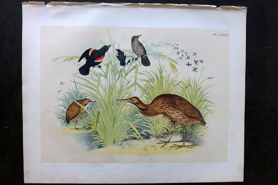 Studer, Jacob 1878 Folio USA Bird Print. American Bittern, Red Winged Starling 33: Folio Lithographs Published 1878-81, New York for "The Birds of North America" by Jacob H. Studer, illustrated by Theodore Jasper. Paper Size: 14.5 x 11.5 inch (37 x 29cm) Good Condition