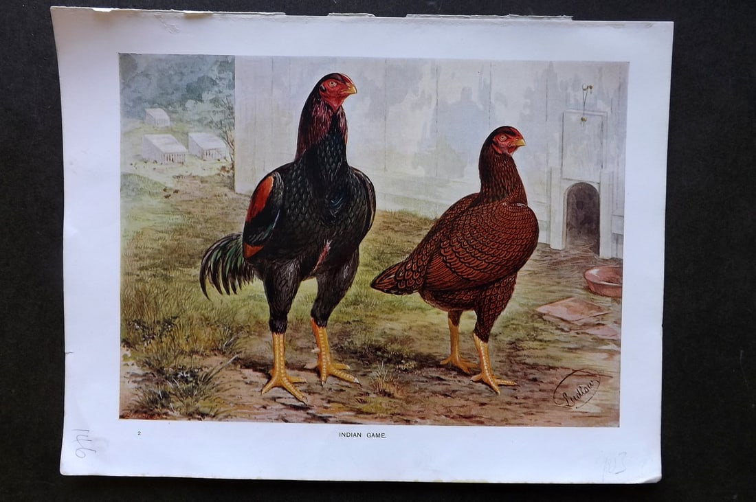 Wright & Ludlow C1910 Bird Poultry Print. Indian Game: Offset Lithograph Published C1910 by Cassell & Co., London for "Wright's Book of Poultry" by S. H. Lewer. Illustrated by J. W. Ludlow. Paper Size: 10.5 x 8 inch (27 x 20cm) Good Condition