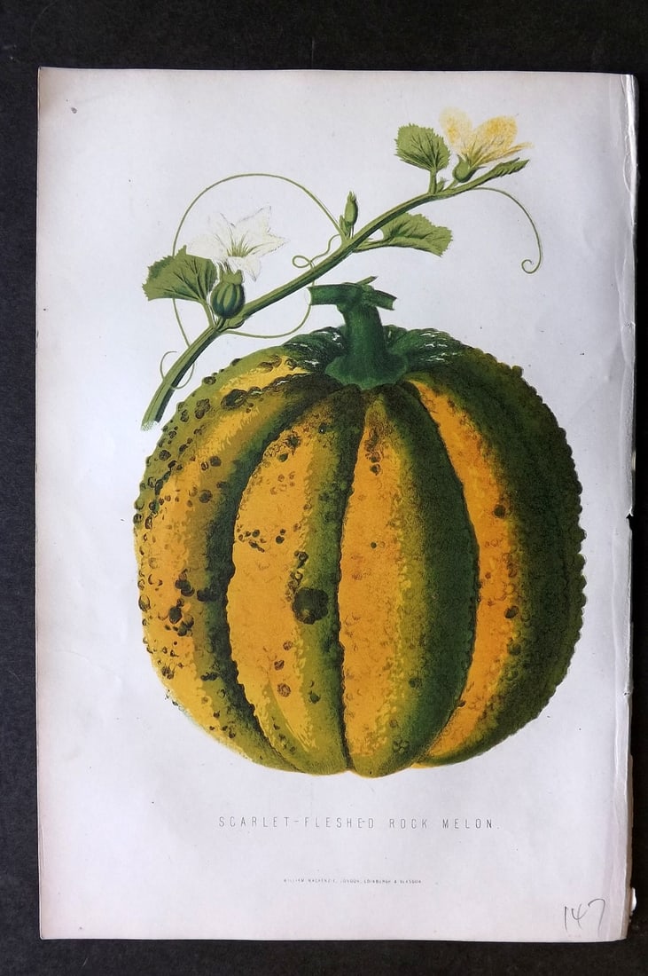 Anderson, James 1874 Fruit Print. Scarlet-Fleshed Rock Melon (1 of 1)