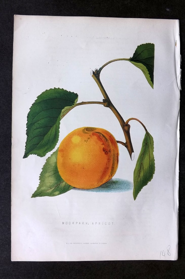 Anderson, James 1874 Fruit Print. Moorpark Apricot (1 of 1)