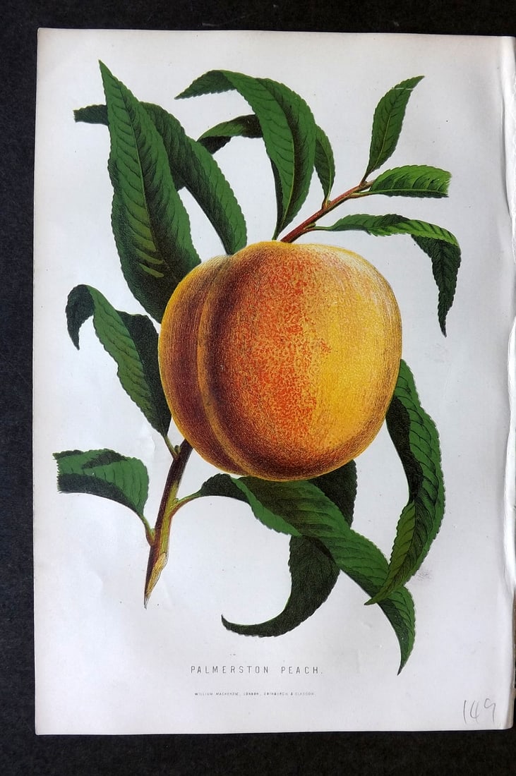 Anderson, James 1874 Fruit Print. Palmerson Peach: Woodblock Published 1874, London for "The New Practical Gardener, and Modern Horticulturist" by James Anderson. Printed in colours and finished by hand. Paper Size: 9.5 x 6.5 inch (24 x 16.5cm) Good C