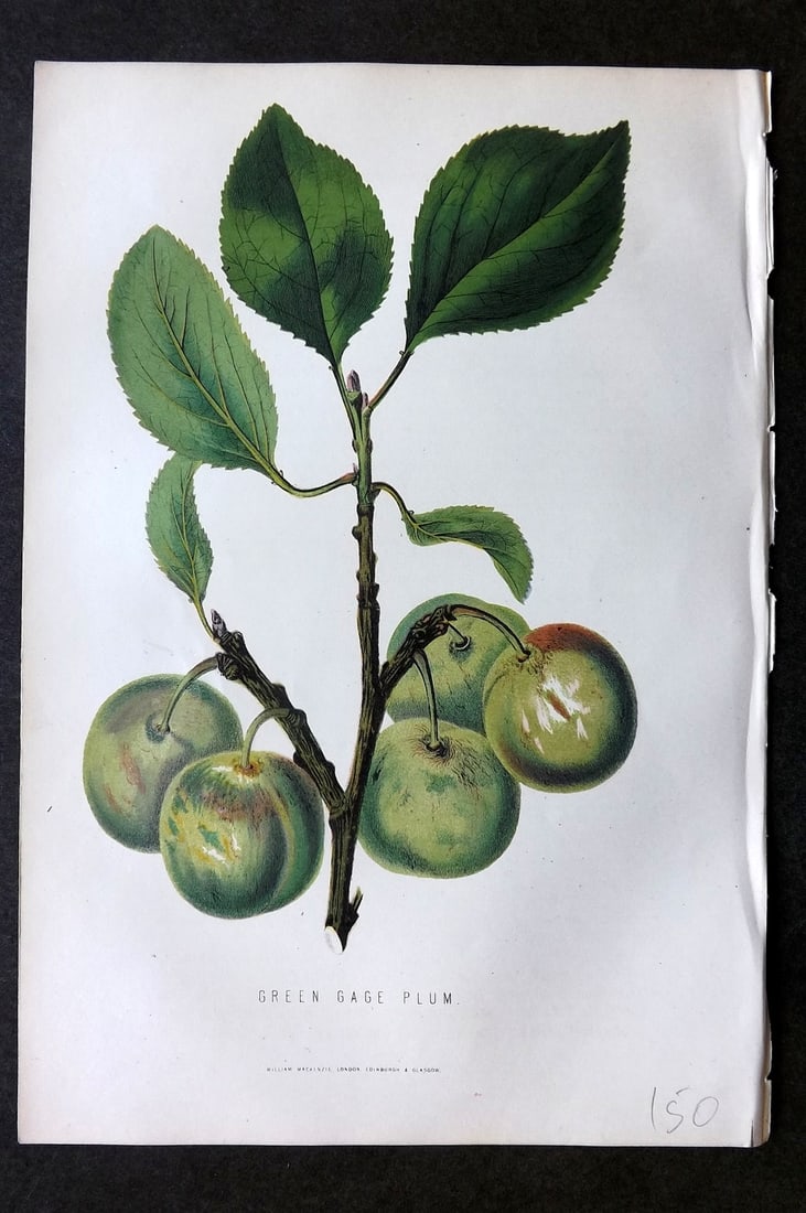 Anderson, James 1874 Fruit Print. Green Gage Plum: Woodblock Published 1874, London for "The New Practical Gardener, and Modern Horticulturist" by James Anderson. Printed in colours and finished by hand. Paper Size: 9.5 x 6.5 inch (24 x 16.5cm) Good C
