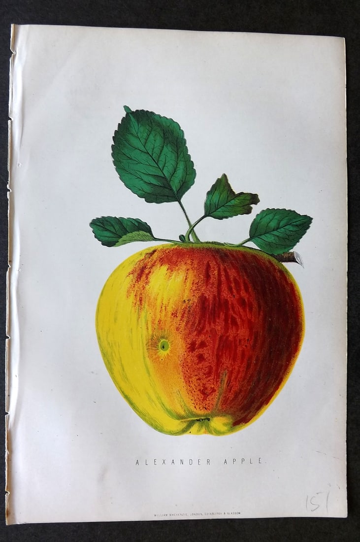 Anderson, James 1874 Fruit Print. Alexander Apple (1 of 1)