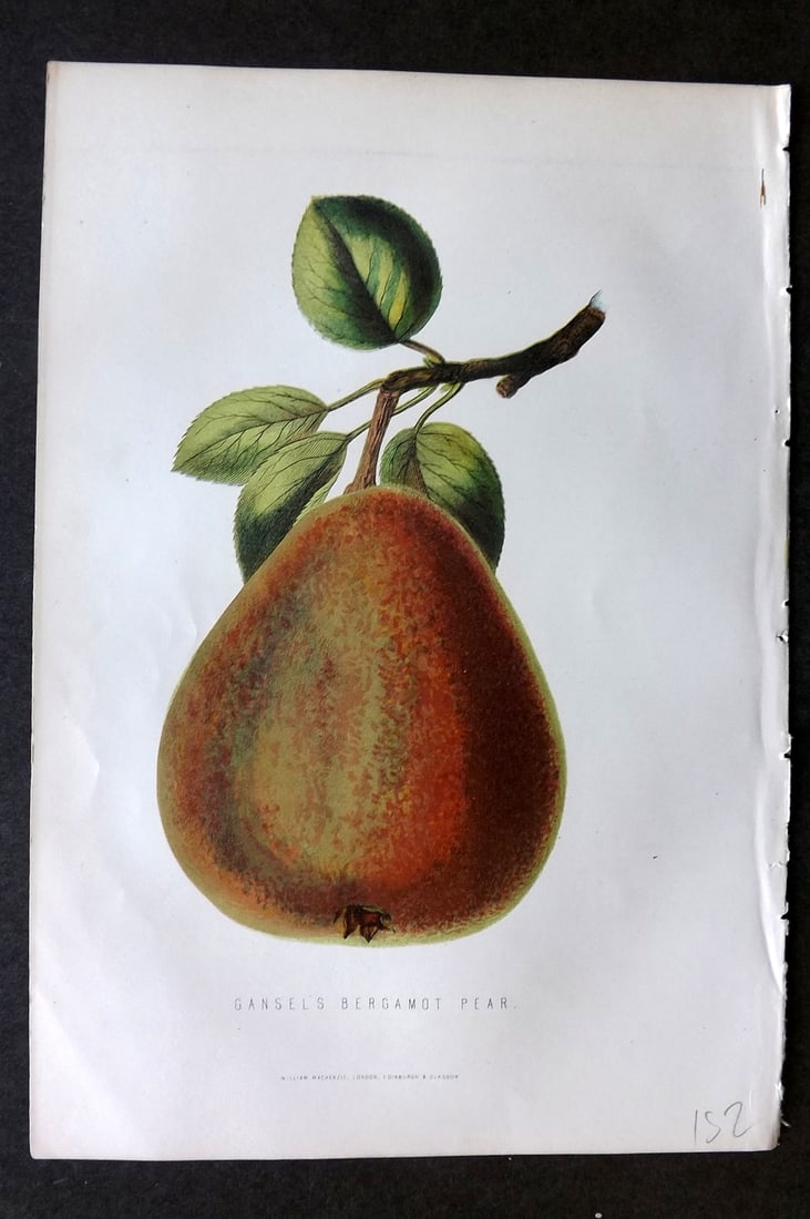 Anderson, James 1874 Fruit Print. Gansel's Bergamot Pear: Woodblock Published 1874, London for "The New Practical Gardener, and Modern Horticulturist" by James Anderson. Printed in colours and finished by hand. Paper Size: 9.5 x 6.5 inch (24 x 16.5cm) Good C