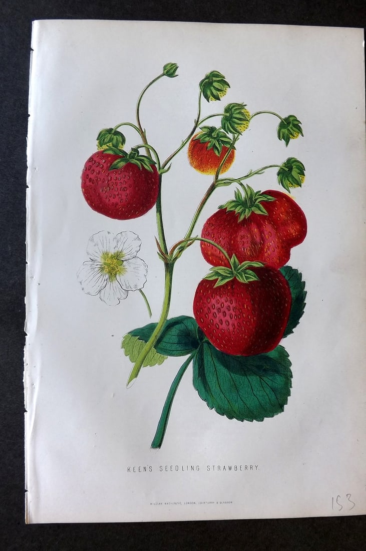 Anderson, James 1874 Fruit Print. Keen's Seedling Strawberry (1 of 1)