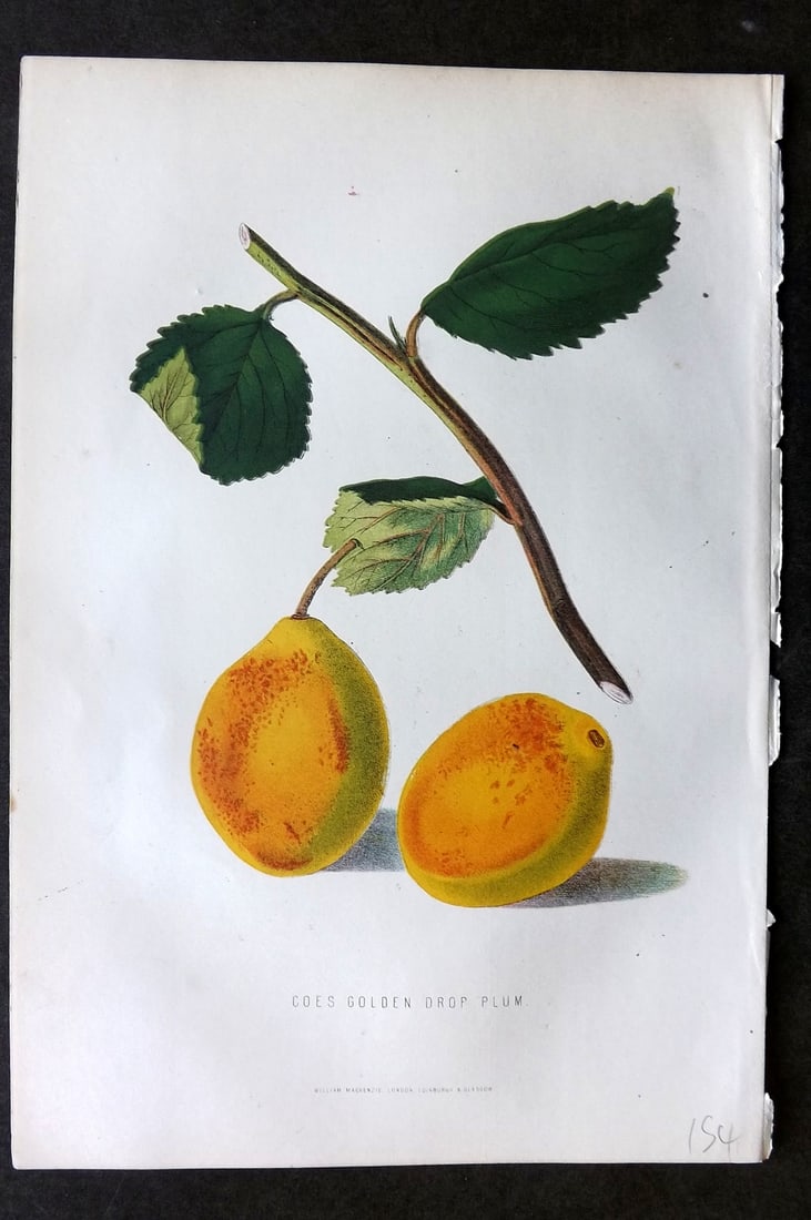 Anderson, James 1874 Fruit Print. Coes Golden Drop Plum (1 of 1)