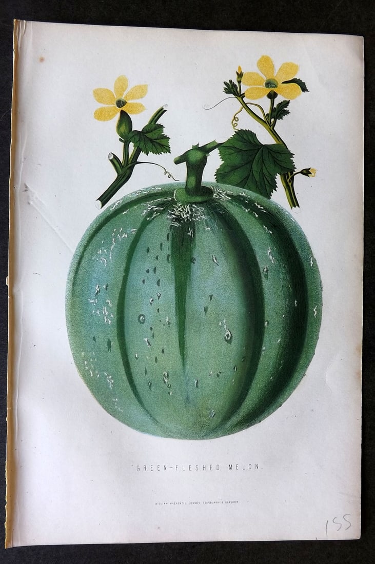 Anderson, James 1874 Fruit Print. Green Fleshed Melon (1 of 1)