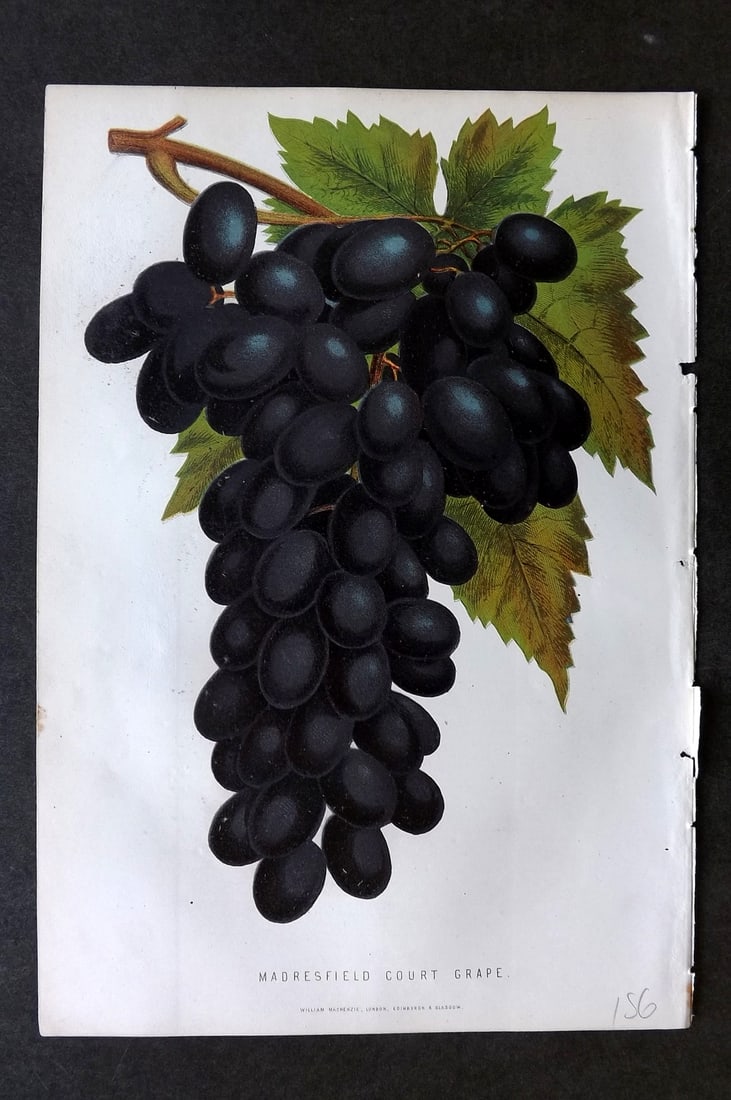 Anderson, James 1874 Fruit Print. Madresfield Court Grape: Woodblock Published 1874, London for "The New Practical Gardener, and Modern Horticulturist" by James Anderson. Printed in colours and finished by hand. Paper Size: 9.5 x 6.5 inch (24 x 16.5cm) Good C