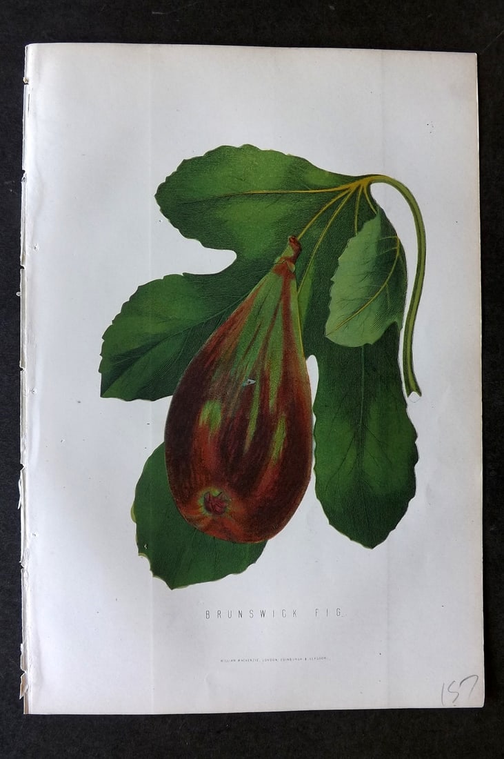 Anderson, James 1874 Fruit Print. Brunswick Fig: Woodblock Published 1874, London for "The New Practical Gardener, and Modern Horticulturist" by James Anderson. Printed in colours and finished by hand. Paper Size: 9.5 x 6.5 inch (24 x 16.5cm) Good C