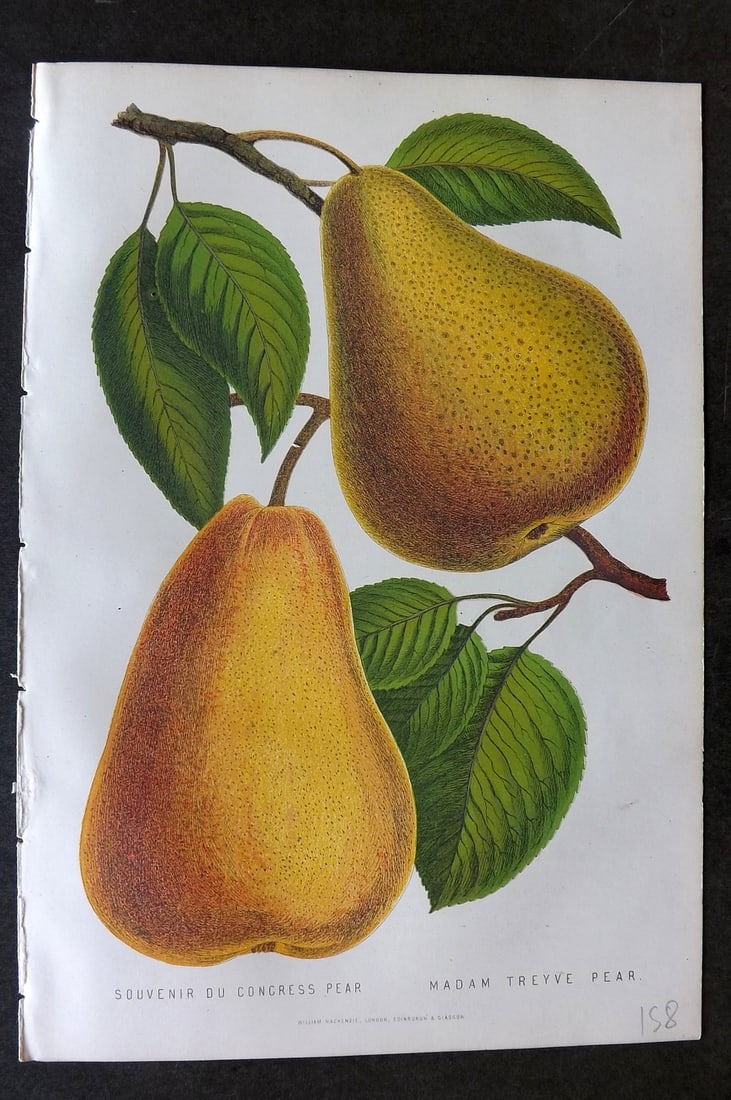 Anderson, James 1874 Fruit Print. Souvenir du Congress & Madam Treyve Pear: Woodblock Published 1874, London for "The New Practical Gardener, and Modern Horticulturist" by James Anderson. Printed in colours and finished by hand. Paper Size: 9.5 x 6.5 inch (24 x 16.5cm) Good C