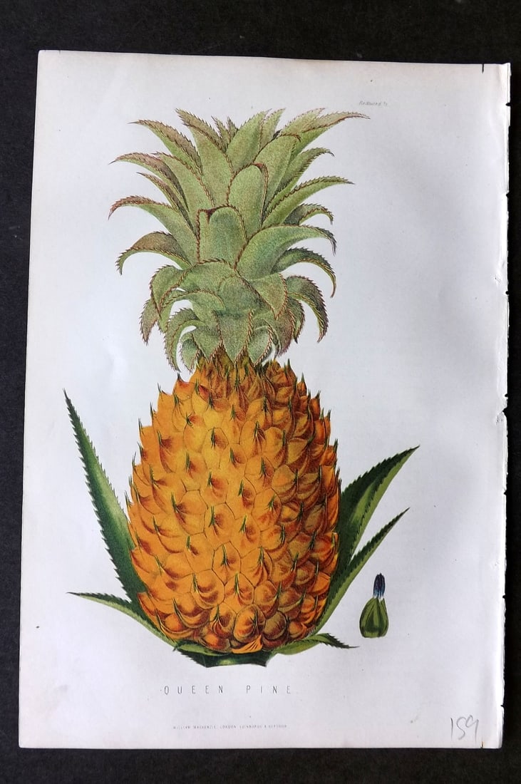 Anderson, James 1874 Fruit Print. Queen Pine. Pineapple (1 of 1)